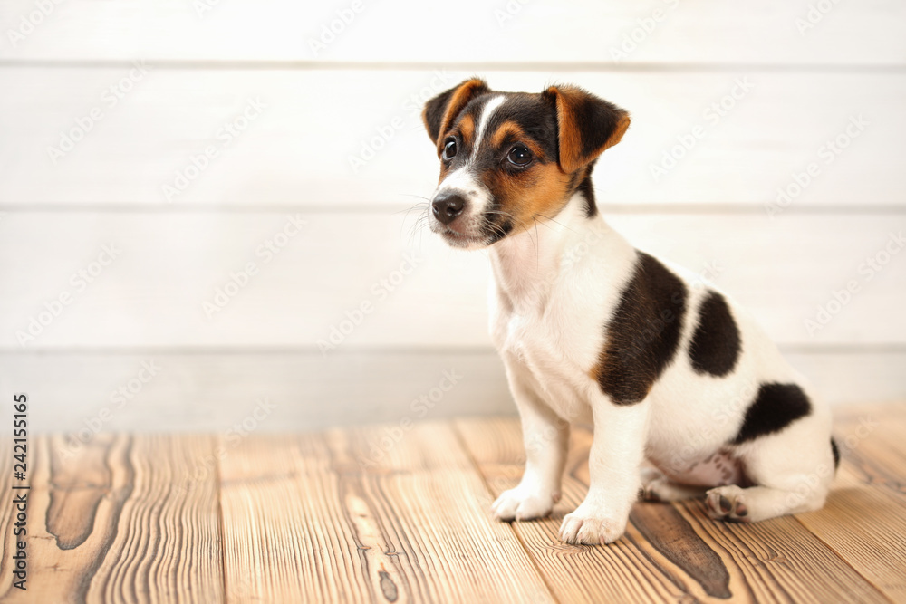 Jack Russell puppy sitting on boards floor, studio shot. Jack Russell puppy sitting on boards floor, studio shot.
