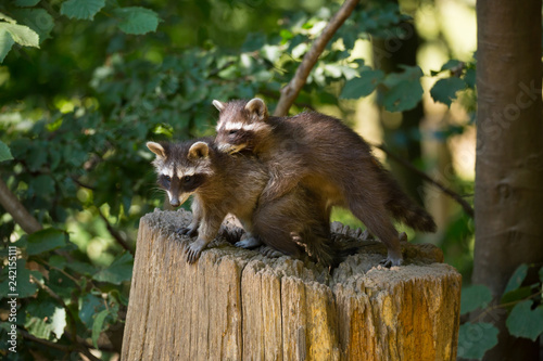 Waschbär
