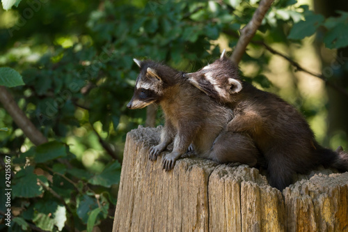 Waschbär