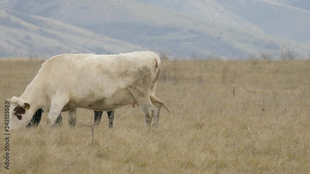 Cattle grazing in fields with grass / Cows graze on meadows of ranch Cattle grazing in fields with grass / Cows graze on meadows of ranch