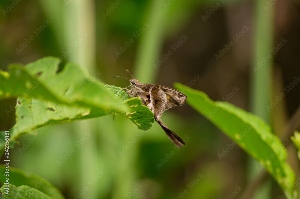butterfly on a leaf butterfly on a leaf