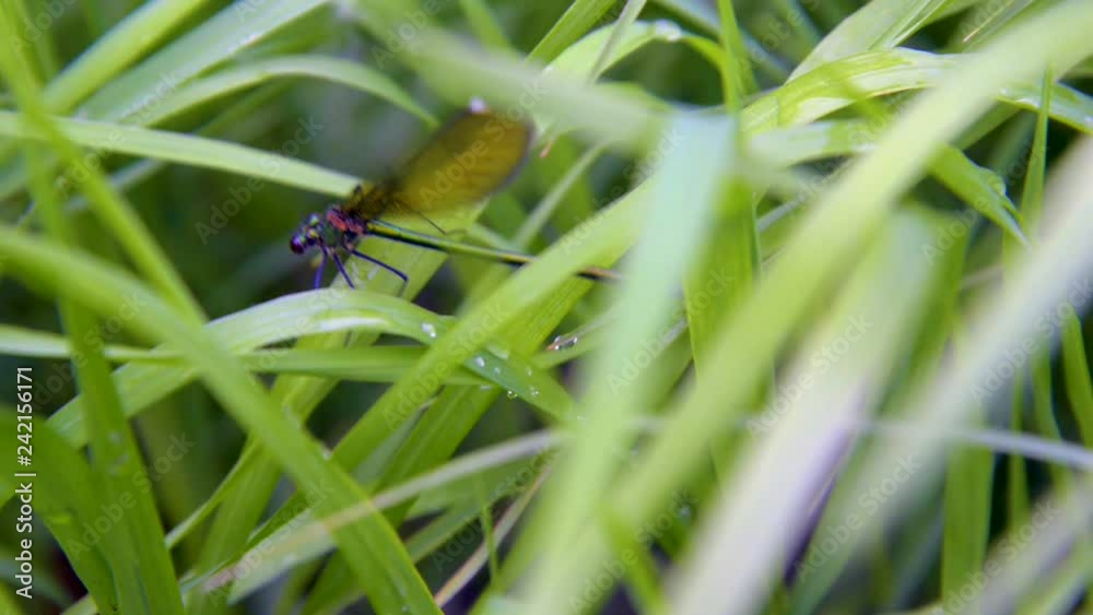 Dragonfly (lat. Lestes dryas), sitting on the green grass, swaying wind on a summer day. Central regions of Russia. Dragonfly (lat. Lestes dryas), sitting on the green grass, swaying wind on a summer day. Central regions of Russia.