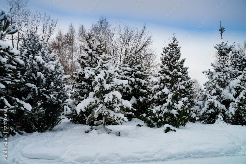 Fototapeta premium winter, snow, snowdrifts, trees, spruce, sky, nature, landscape