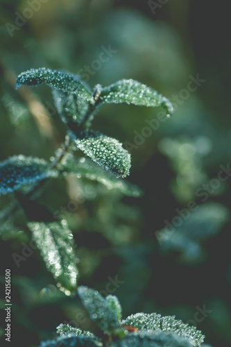 Green frosted vegetation in winter