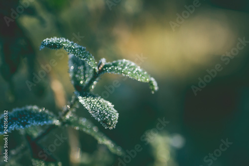 Green leaves covered with frost