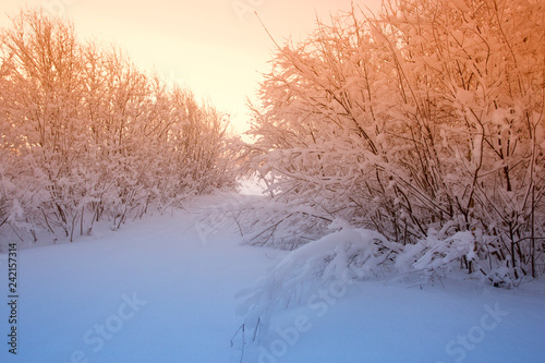 winter landscape with river and trees