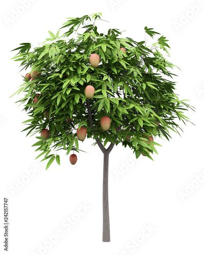 mango tree with mango fruits isolated on white background
