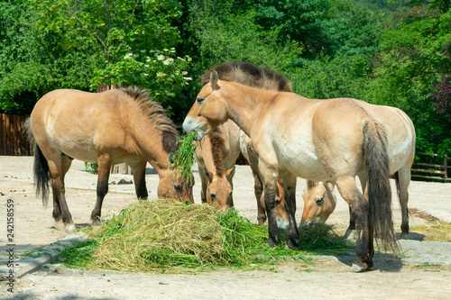 group of horses eating grass and hay on a sunny afternoon in summer © ALEXEI