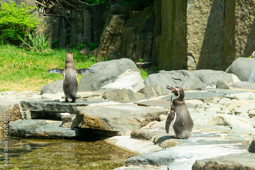 two little penguins are standing near the water on the rocky shore photo