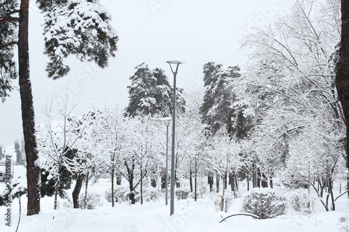 Wallpaper Mural Amazing beautiful winter landscape with a frozen tree. a great snowfall, snow-covered trees in the park Torontodigital.ca