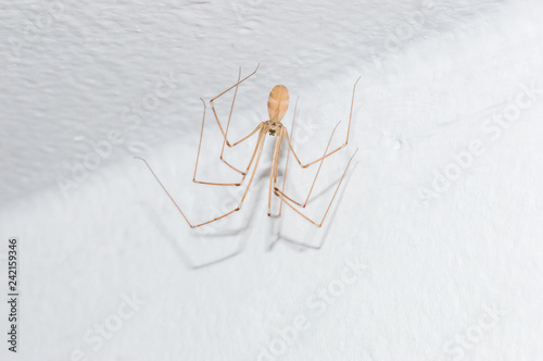 Pholcus phalangioides, also known as the longbodied cellar spider. photo