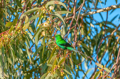 Malachite sunbird at Matjiesfontein near Nieuwoudtville