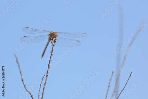 Libellule bleue accrochée à un roseau au-dessus de l'eau d'une rivière. Demoiselle insecte volant dans la nature du Sud de la France en été