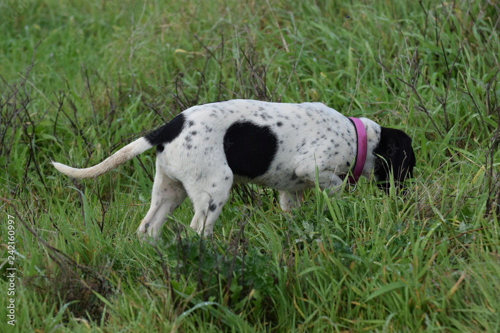 little pointing dog