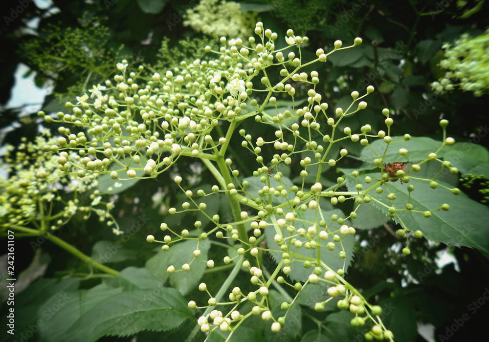 Elderberry (Sambucus Nigra) plant. Elderberry (Sambucus Nigra) plant.