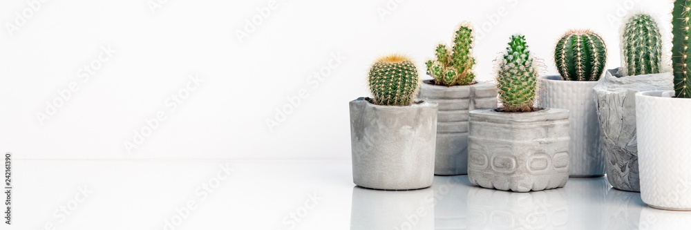 Collection of various cactus and succulent plants in different concrete pots. Potted cactus house plants on white shelf against white wall. Panoramic copy space Collection of various cactus and succulent plants in different concrete pots. Potted cactus house plants on white shelf against white wall. Panoramic copy space