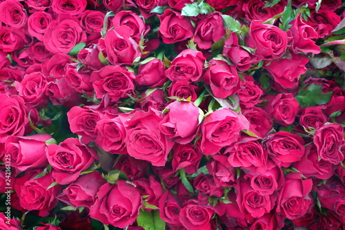 Group of many pink rose bouquet look fresh can use to background for Valentine day