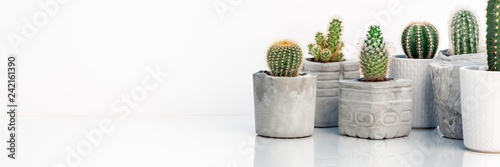 Collection of various cactus and succulent plants in different concrete pots. Potted cactus house plants on white shelf against white wall. Panoramic copy space