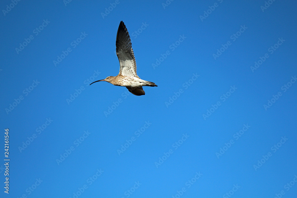 Obraz premium Curlew in Flight