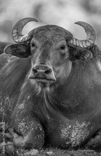 Cow Black and White
