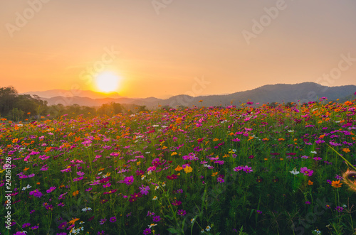 Fototapeta Naklejka Na Ścianę i Meble -  colorful cosmos flower field nature landscape spring sunset summer season beautiful mountain blooming environment floral countryside sunrise and sky scene outdoor background relaxation travel time.