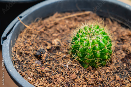 green cactus plant in pot