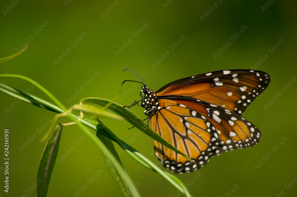 Fototapeta premium butterfly on a leaf