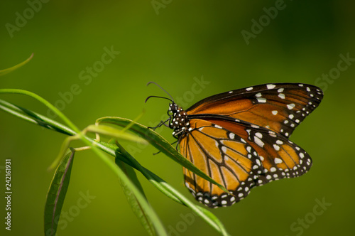  butterfly on a leaf
