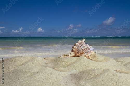 Landscape with a shell on a tropical beach on the ocean.