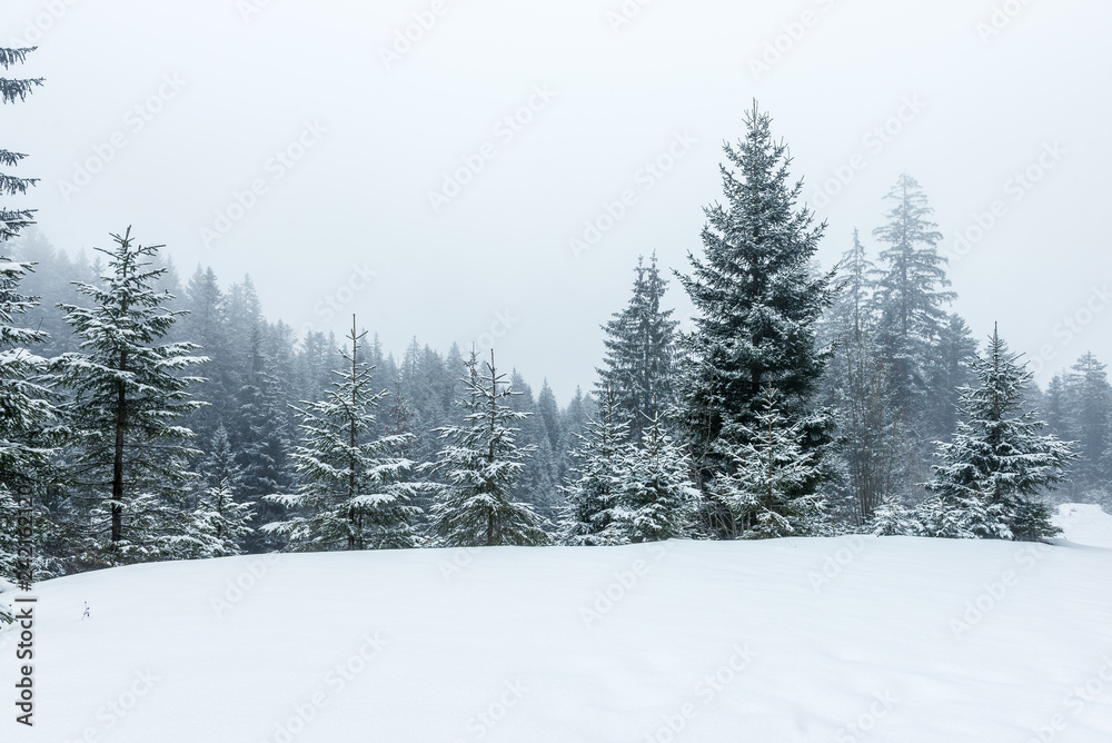winter forest in fog in the swiss alps