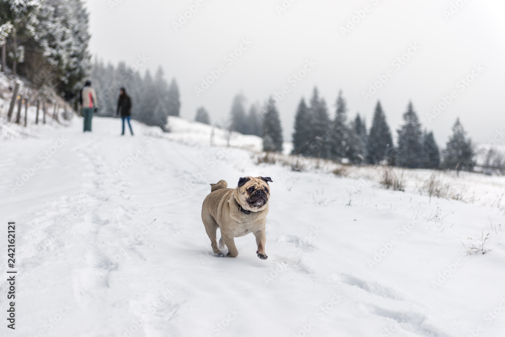 Portrait of a pug in the snow