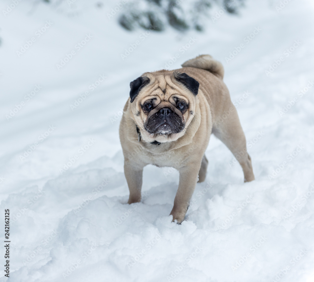 a pug in the snow