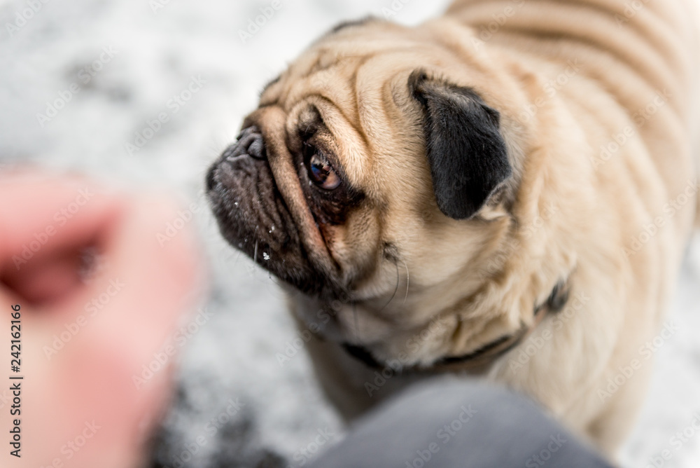 Portrait of a pug in the snow