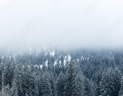 winter forest in fog in the swiss alps