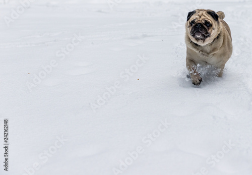 pug running in the snow