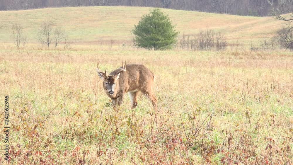 White-tailed deer buck in an open meadow in Smoky Mountains National Park White-tailed deer buck in an open meadow in Smoky Mountains National Park