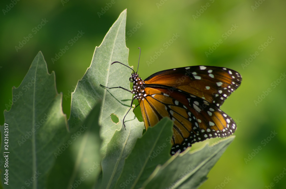 Obraz premium butterfly on a leaf
