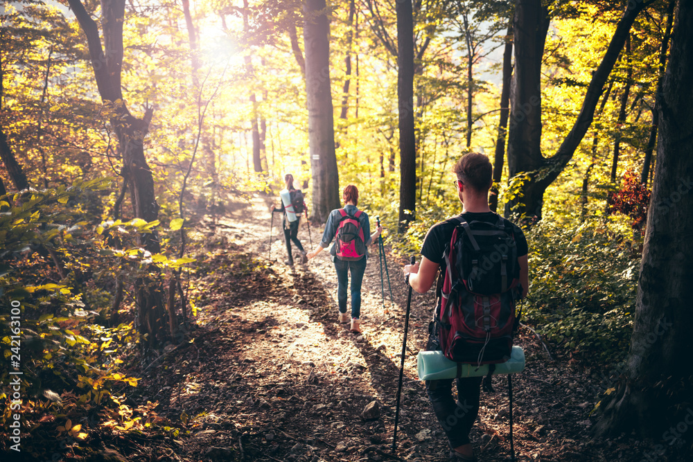 Fototapeta premium Trekking with backpacks on forest trail, group of tourists