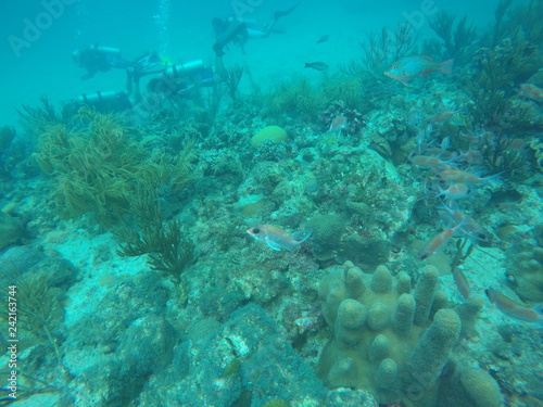 Buceo grupal entre los corales