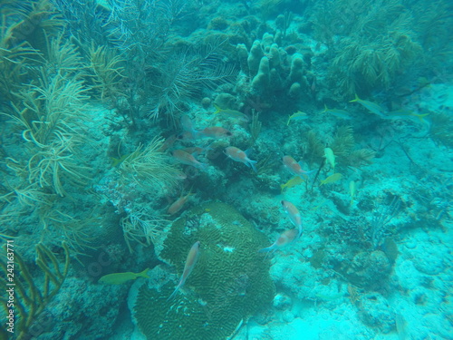 Cardumen de peces amarillos y de tonos rojizos