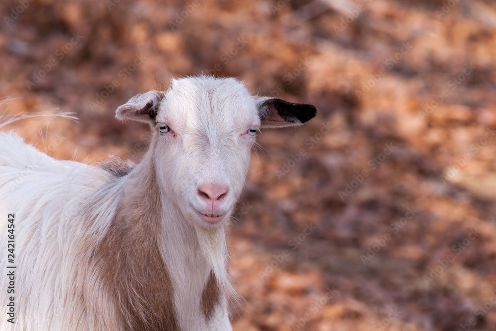 Polled goat portrait