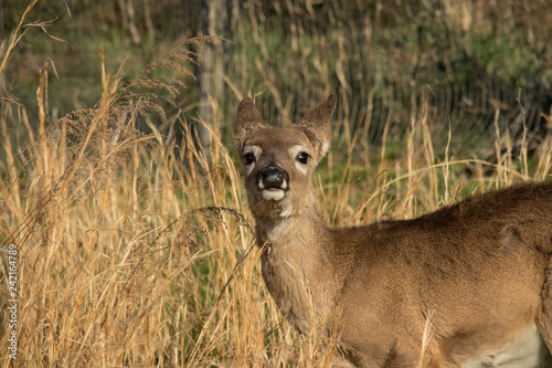 Yearling deer in long grass