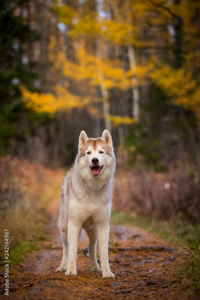 Beautiful Siberian Husky dog standing in the bright enchanting fall forest
