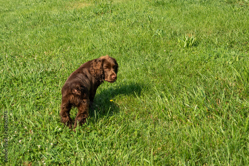 Sussex spaniel puppy in the grass looking back 