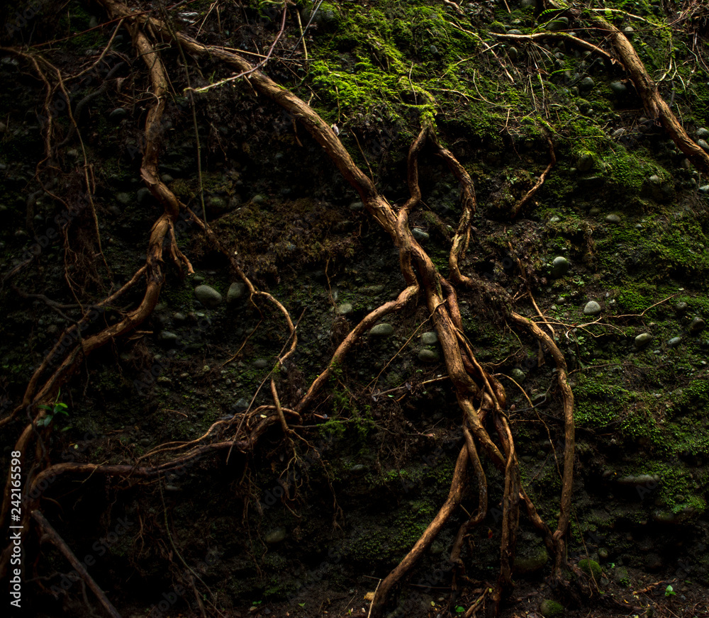 roots roots