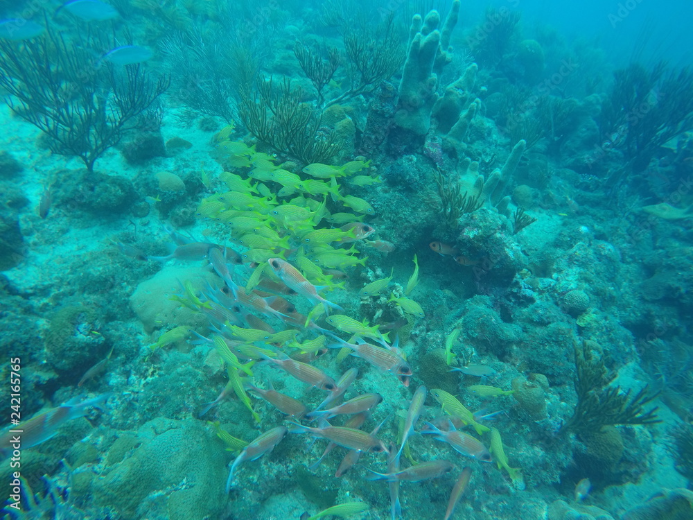 Fototapeta premium Cardumen de peces amarillos y de tonos rojizos