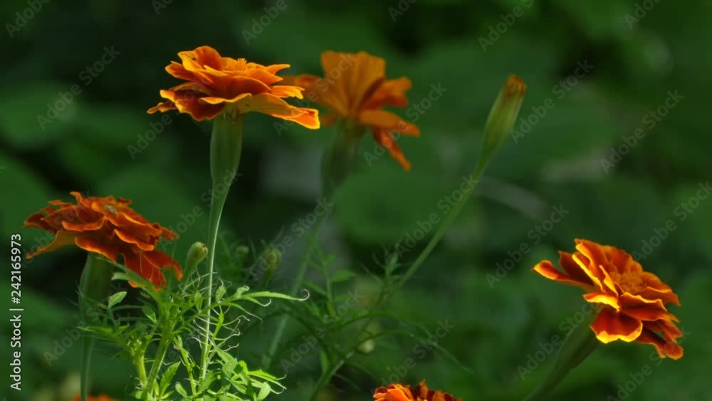 Orange flowers marigolds illuminated by the rays of the sun Orange flowers marigolds illuminated by the rays of the sun