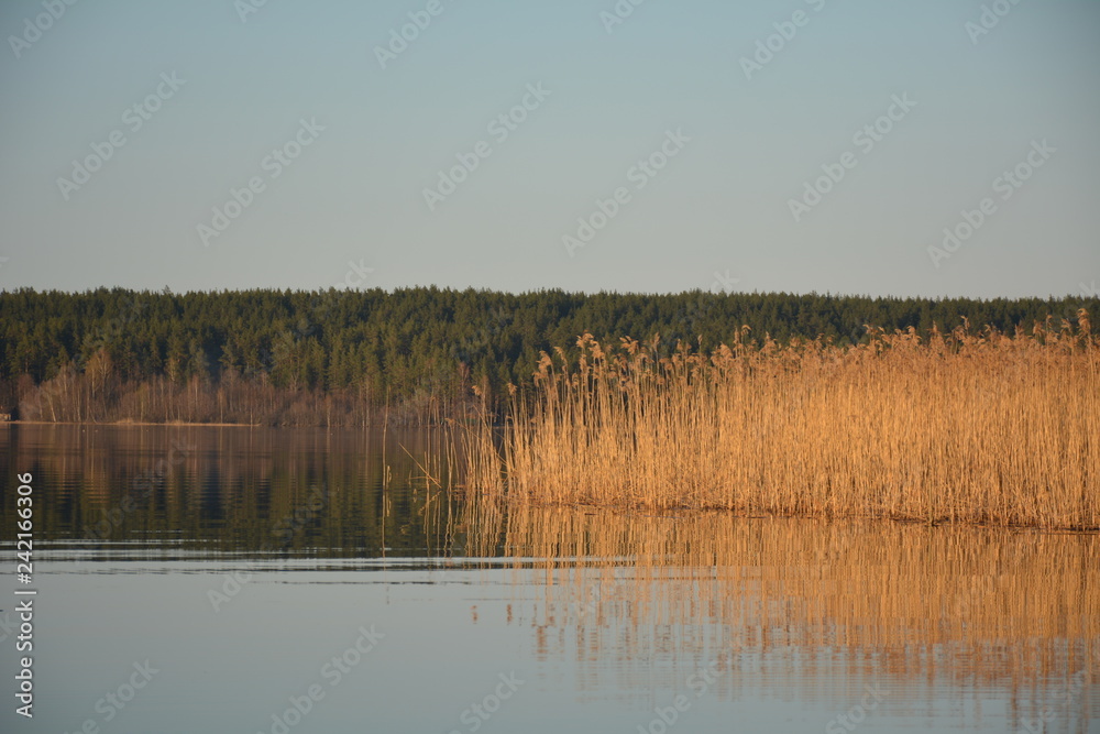 Fototapeta premium Reeds between the sky and water
