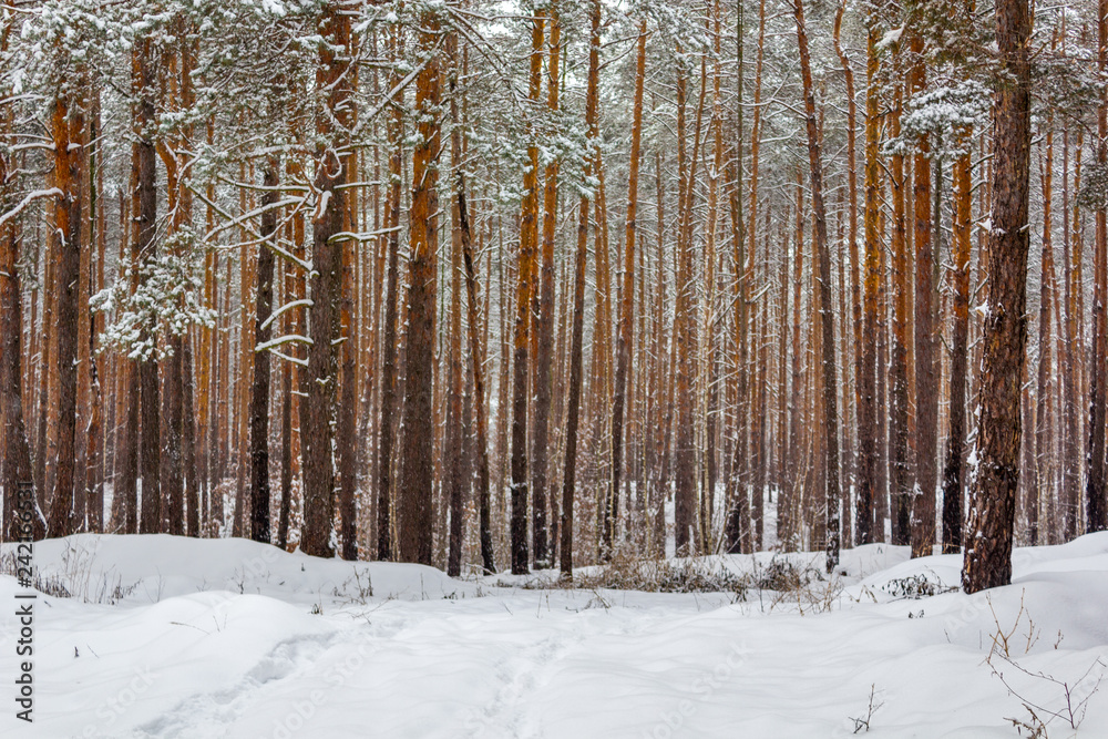 Fototapeta premium Landscape with winter sunny forest.