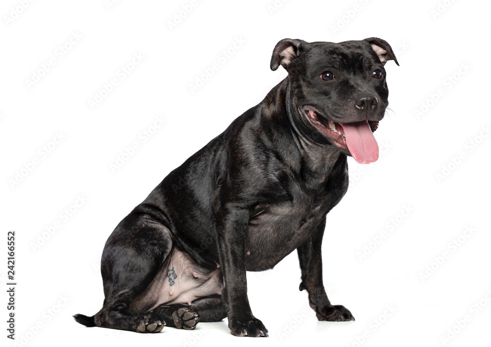 English Staffordshire Bull Terrier Dog  Isolated  on White Background in studio